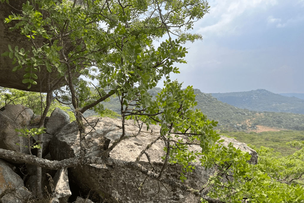 Leopards Lair View