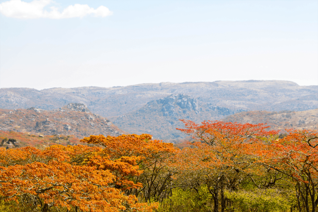 Masasa View